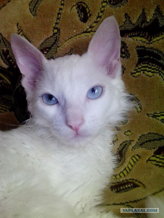 Котовторник