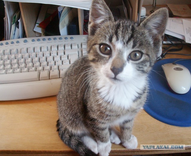 Котовторник 12.03.13