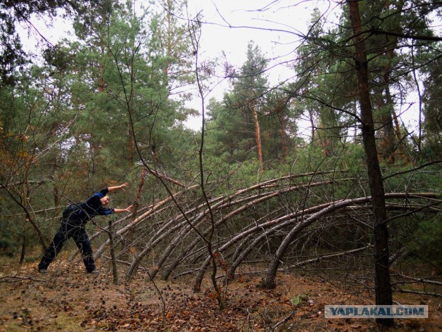 Веселости из сети