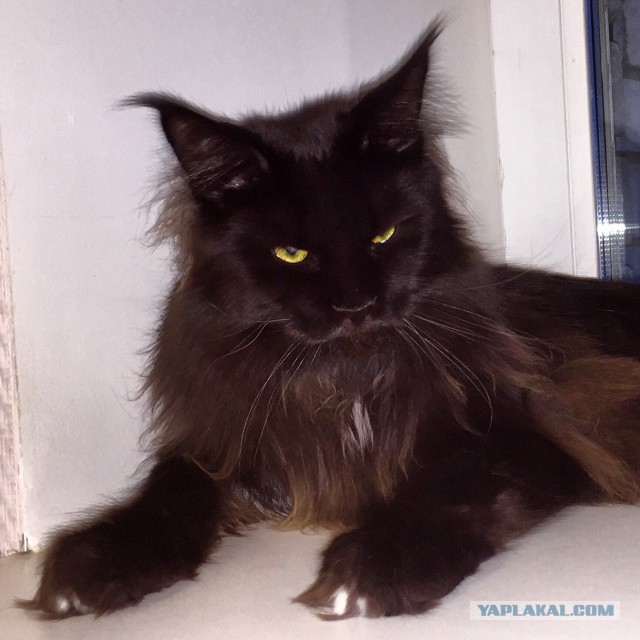 Котовторник 16.06.2015., Котовторник наступил!