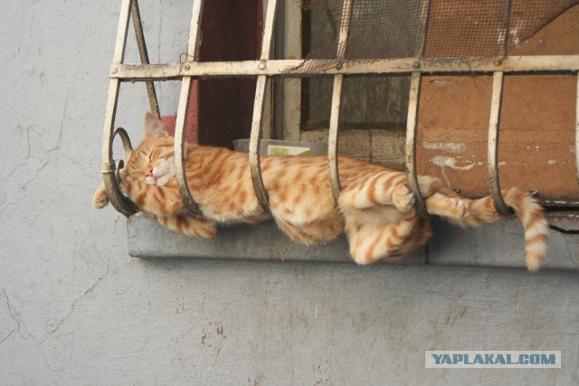 Котовторник однако