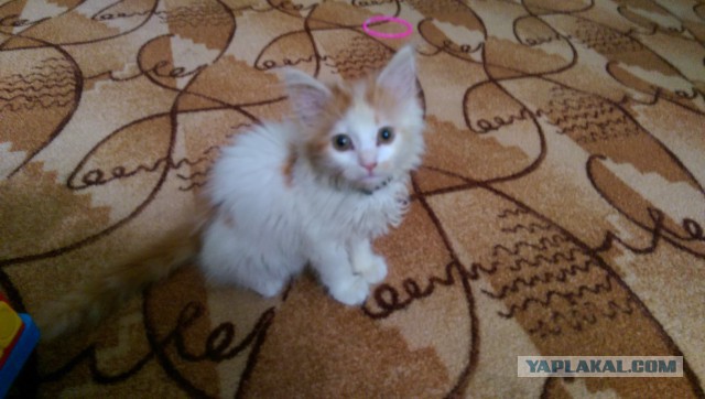 Котовторник 14.07.2015