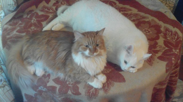 Кот-террорист