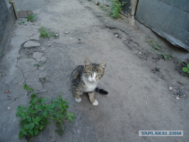 Требуется кровь.
