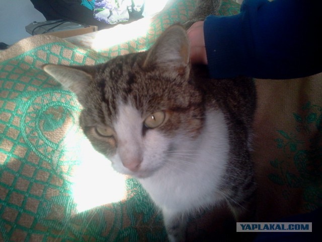 Котовторник 17.11.2015