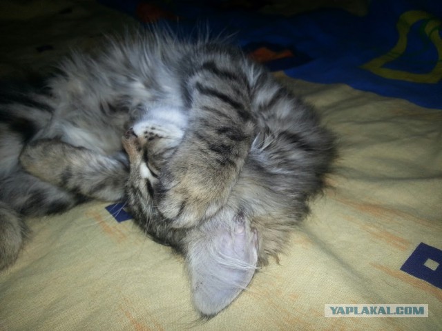 Жизнь домашнего приюта для котеек 91