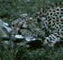 Аватары. Коллекция прикольных аватаров