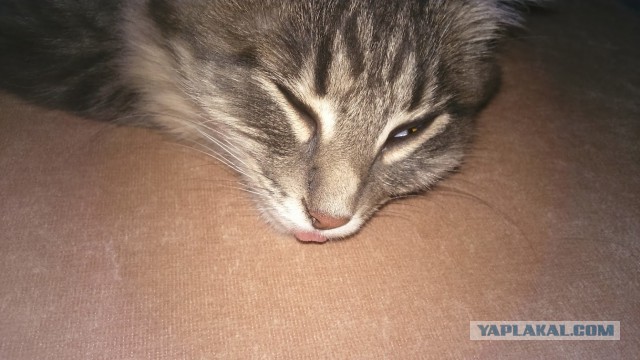 Коты не мы, мы не коты!