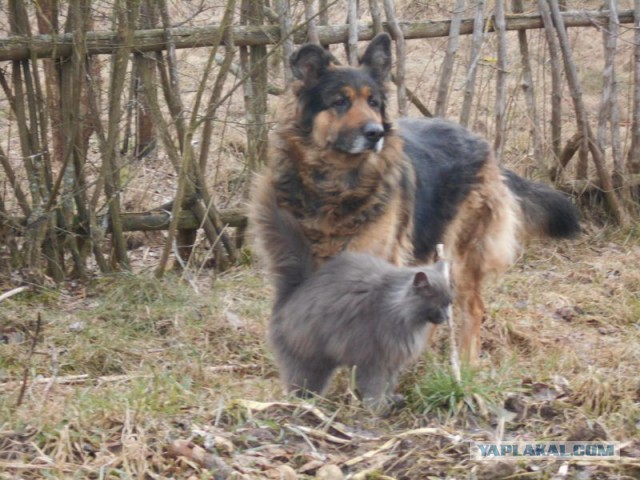 Жизнь домашнего приюта для котеек 101