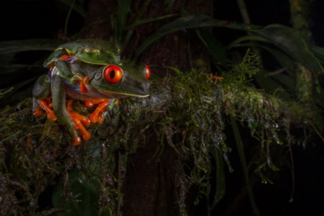 Картинки из сети