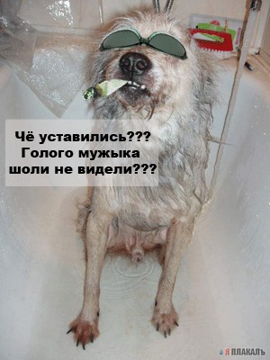 Как заставить мужа выгулять собаку