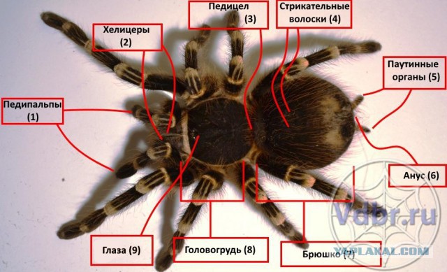 Георазведка