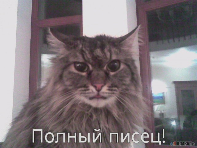 Котовторник на ЯПе (29.01)