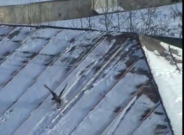 Развод на ложку от вороны