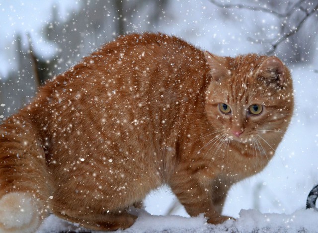 Коты из сети