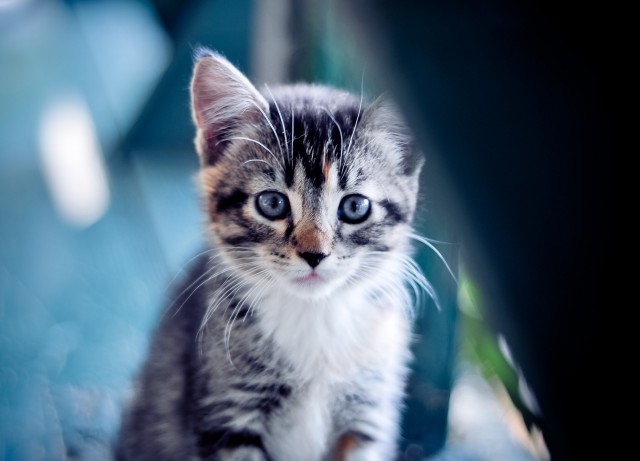 Коты и Кошки