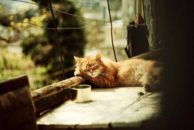 Коты и Кошки