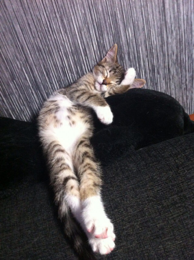 Коты и Кошки