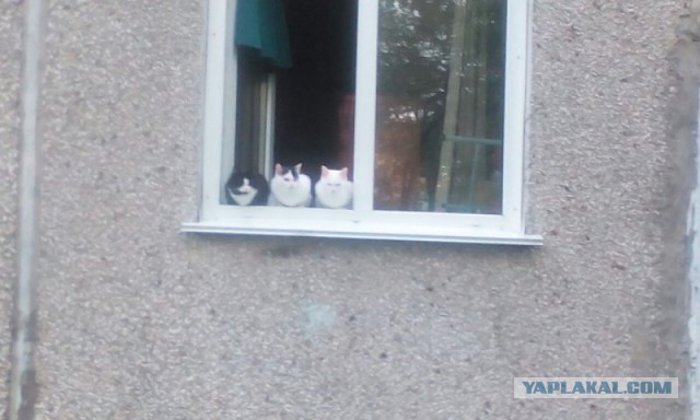 Котовторник 23/05/2017