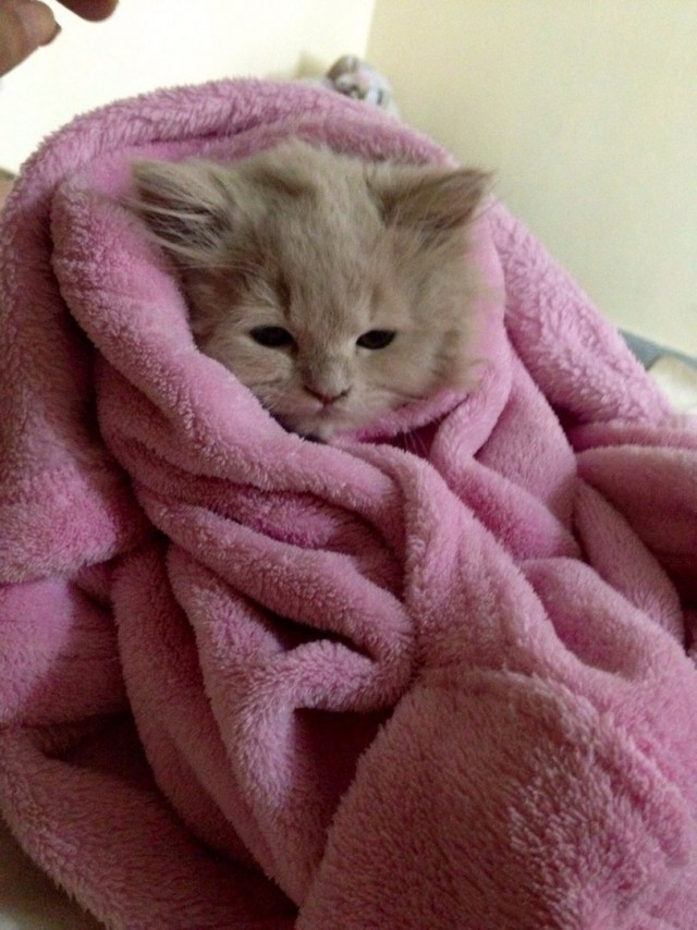 Коты и Кошки