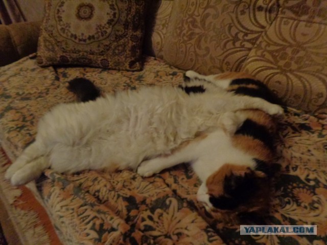 Котовторник 11.07.2017