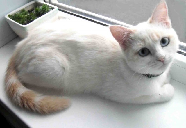 Котовторник  13.02.2018