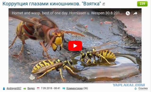 Шершень против ос