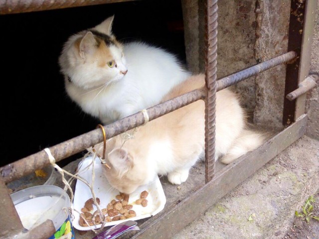 Прикольных котов пост