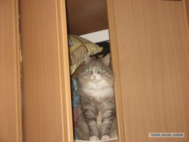 Котовторник! 13.03.2012