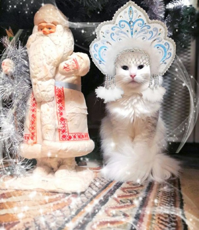 Прикольных котов пост