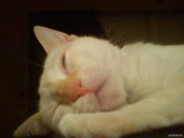 Котовторник 8 мая 2012