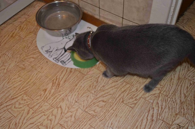 Котовторник  12. 06. 2012