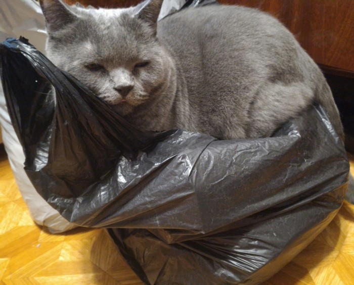 Три правила кота