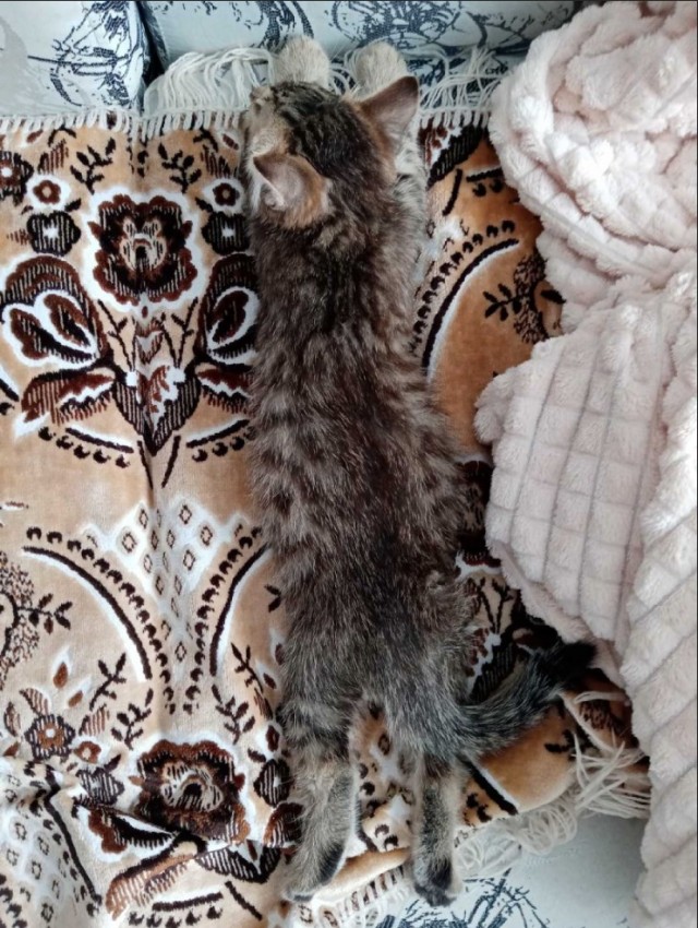 Что значит поза, в которой спит твоя кошка