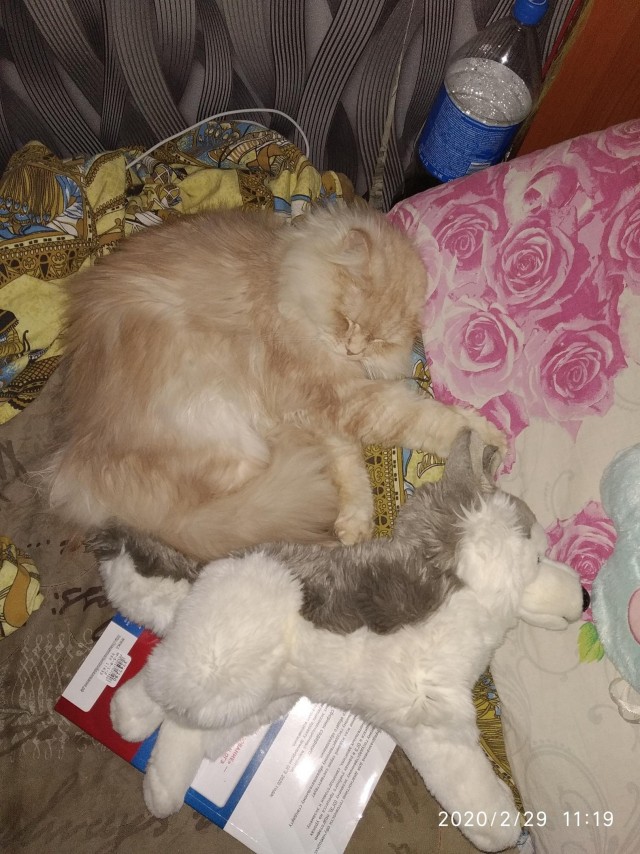 Забавные картинки с котами из сети