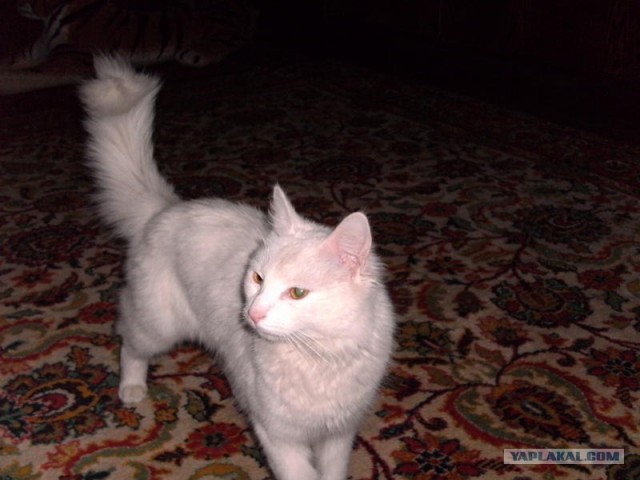 Фотожаба: Ноги котэ
