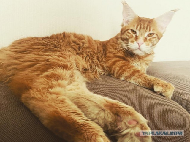 Счастливая семейная пара,кот Джокер и его жена Тиффани