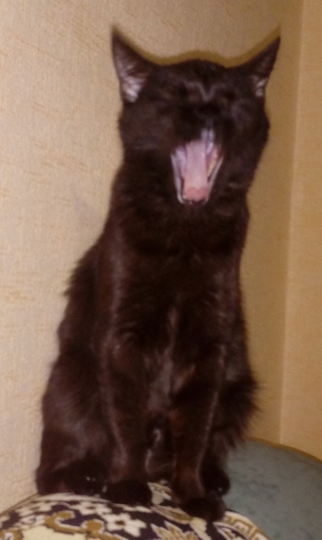 Котовторник же!