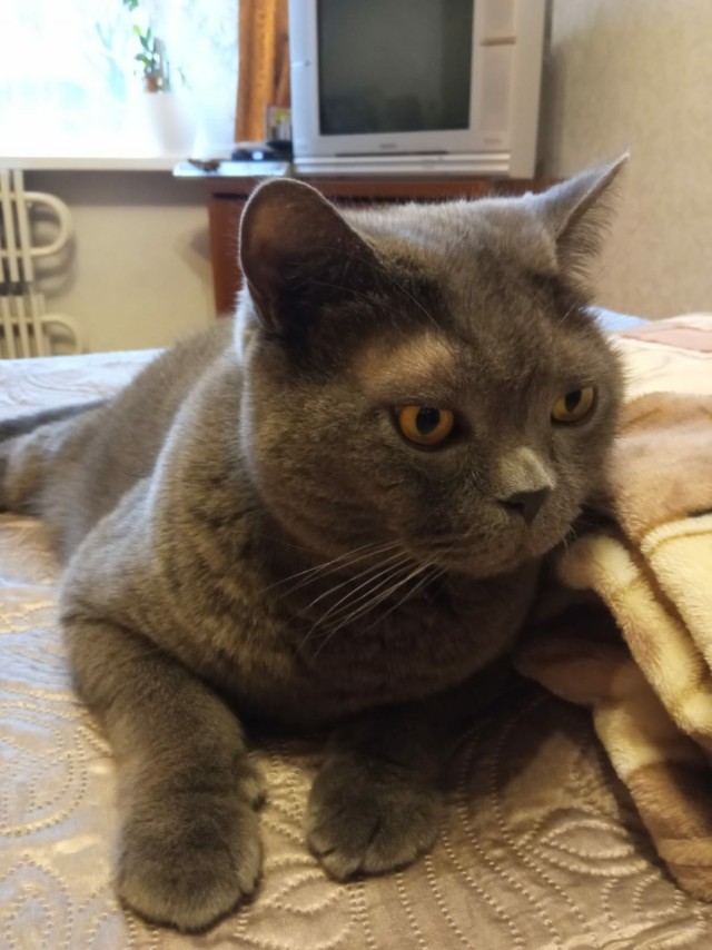 Котовторнику посвящается