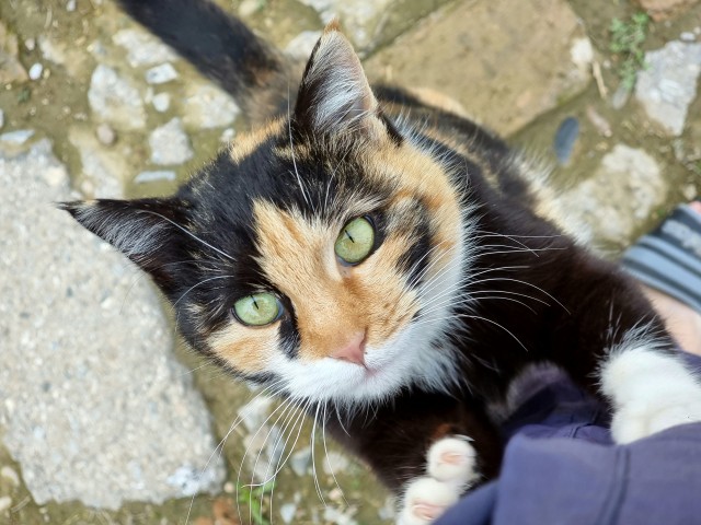Котовторник вроде.