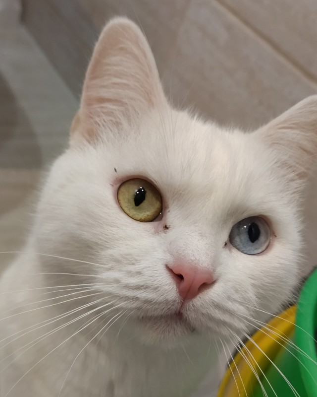 Котовторник 19.07.22