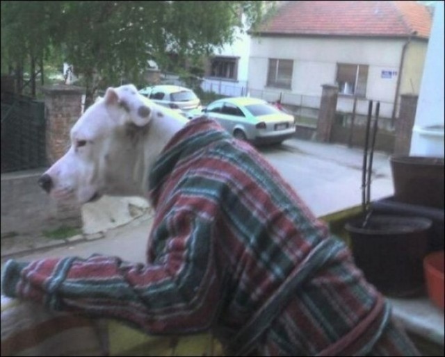 Юмор в картинках и без