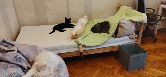 Про котейку