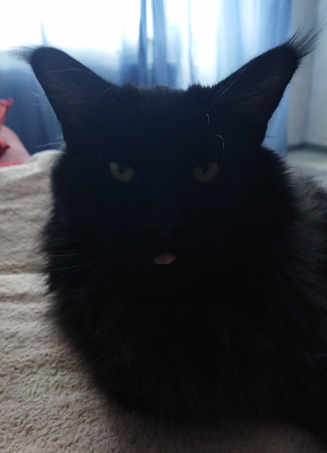 Коточетверг!