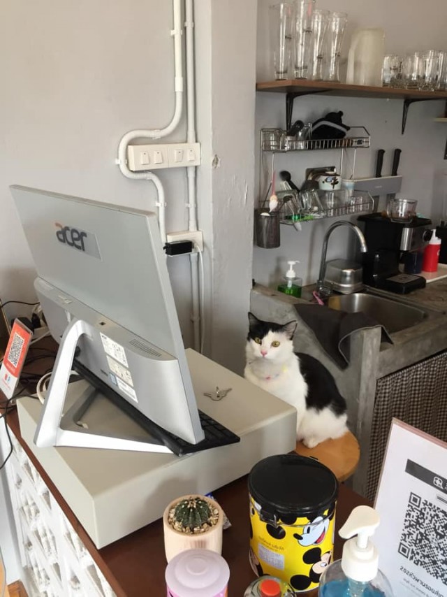 Коты-работяги