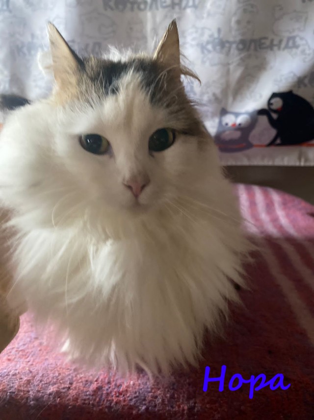 Жизнь домашнего приюта "Котоленд" 380