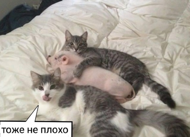 А ну, лежи смирно