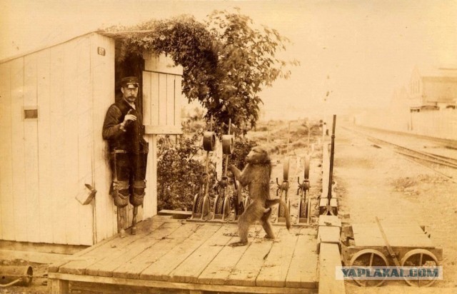 Напарник