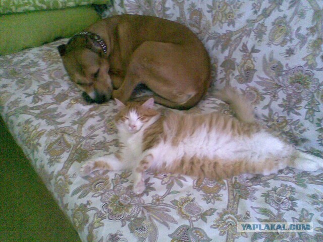 Котовторник 23.04.2013