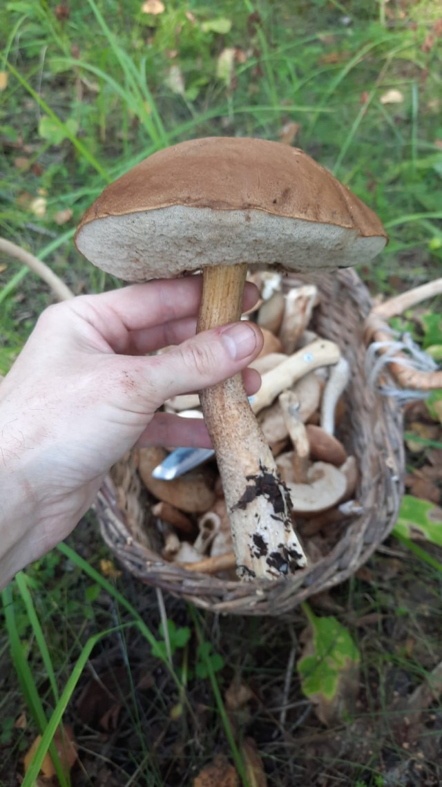 Грибы. Чувашия.